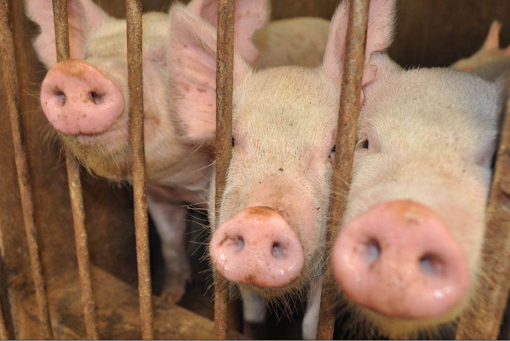 我國全麵禁止91免费视频下载剩餘物飼喂生豬